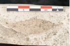 Foto (Detailansicht) von Quercus palaeoilex Ettingshausen (NHMW-GEO-2024-0188-8105)